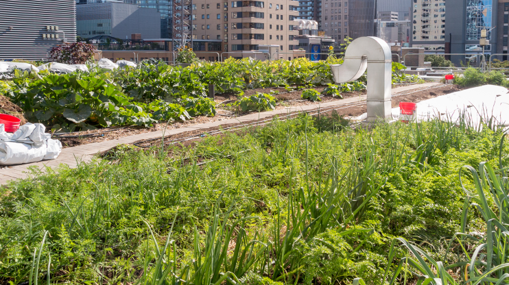 green roof